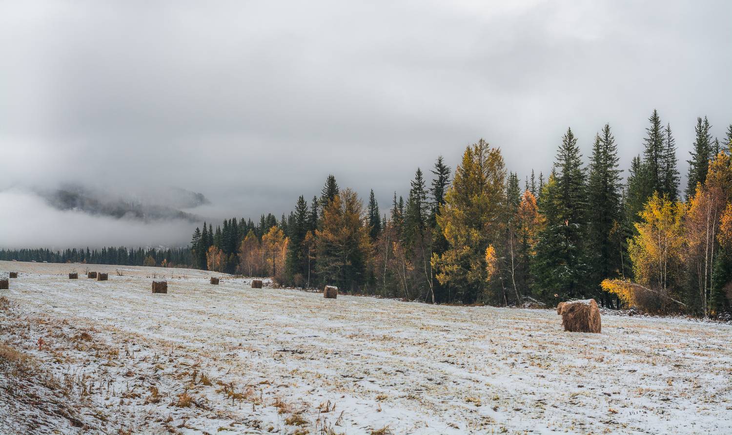 россия, горный алтай,осень, луг, поле, рулоны сена, первый снег, туман, конец сентября, Андрей Поляков