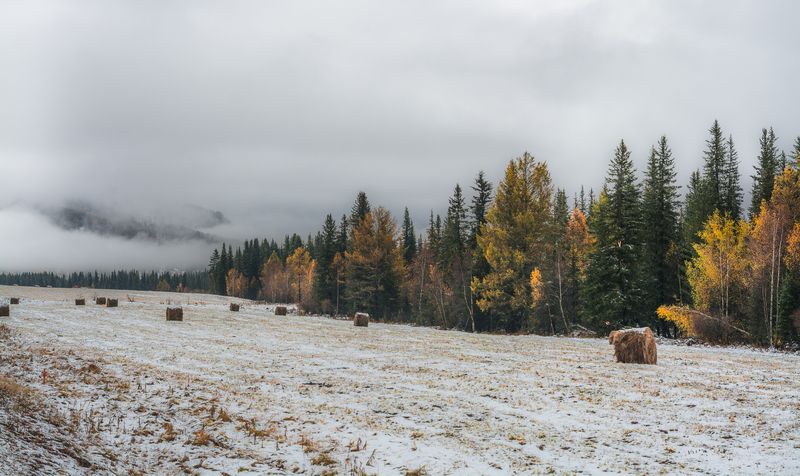 россия, горный алтай,осень, луг, поле, рулоны сена, первый снег, туман, конец сентября Припорошило фото превью