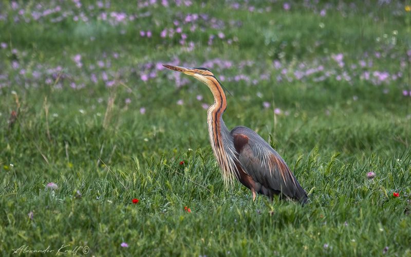 цапля, рыжая цапля, ardea purpurea Охотница фото превью
