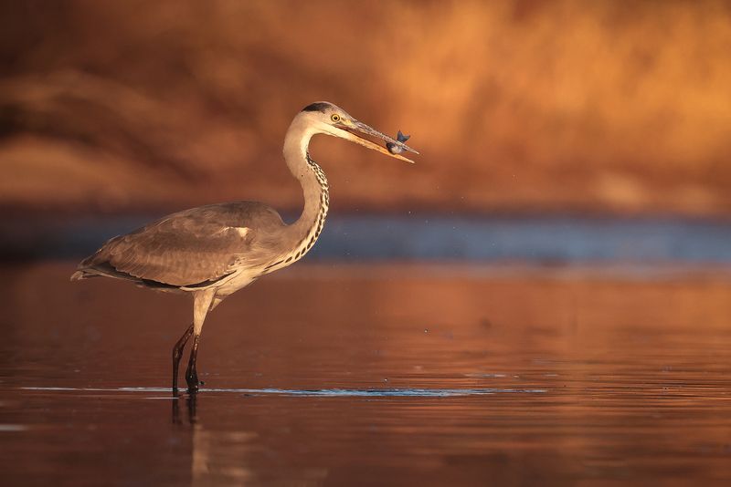 Snack фото превью
