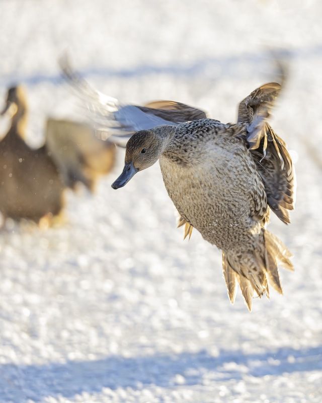 шилохвость, утка, птицы Шилохвость фото превью