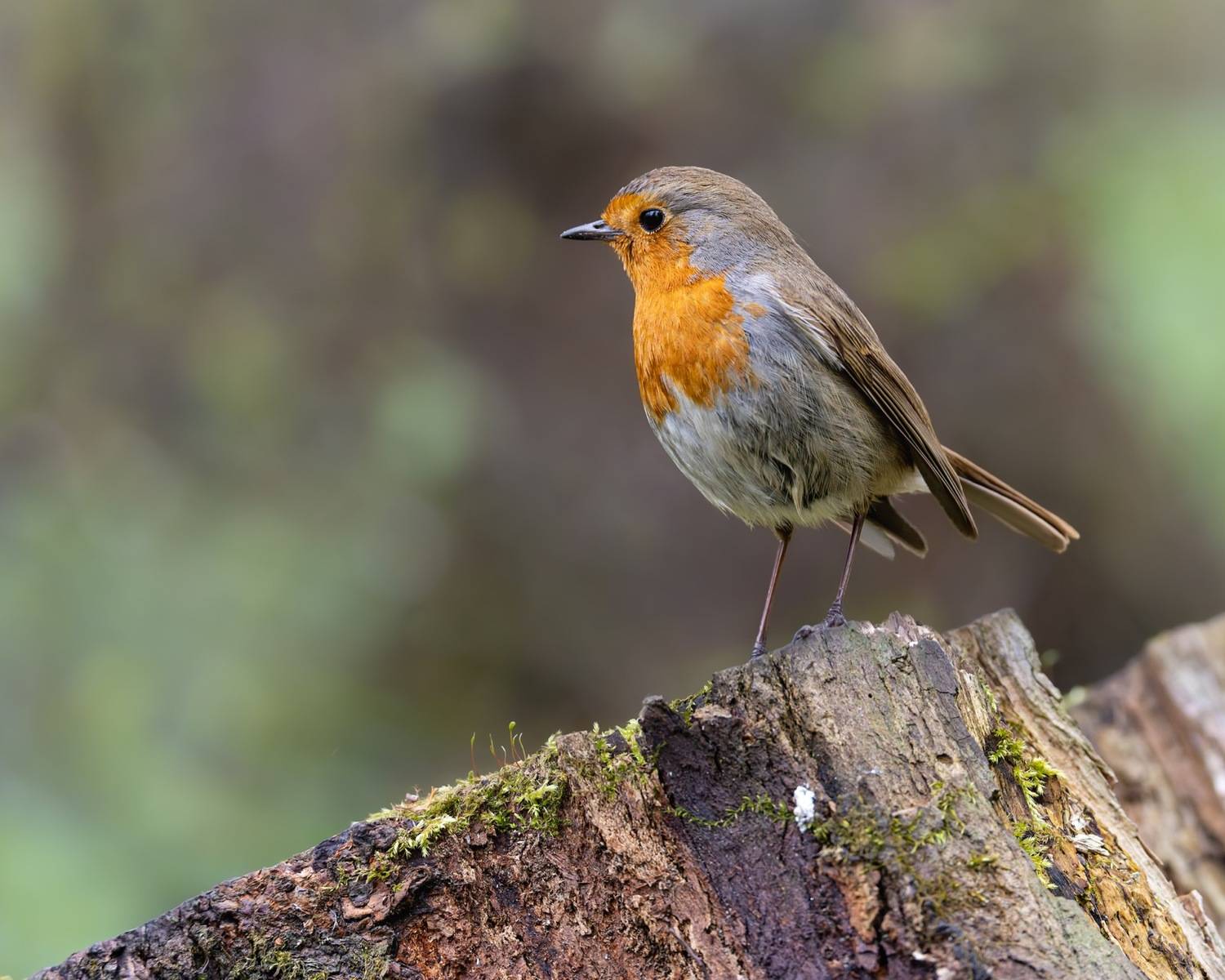 зарянка, птицы, малиновка, Ruslan Pl