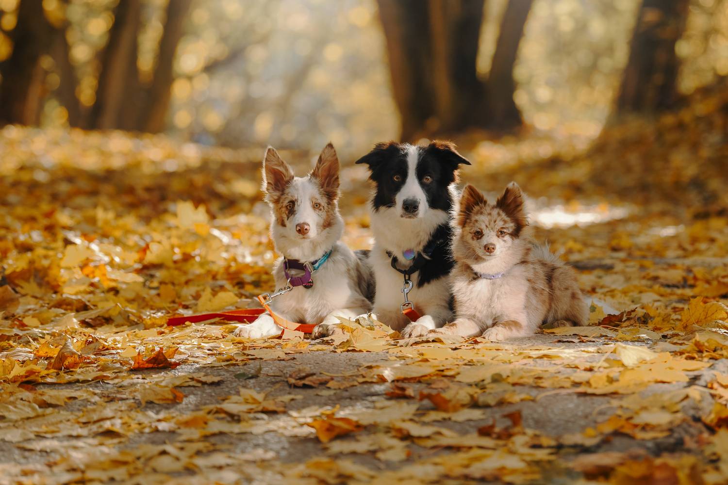 , Алена Ковалёва