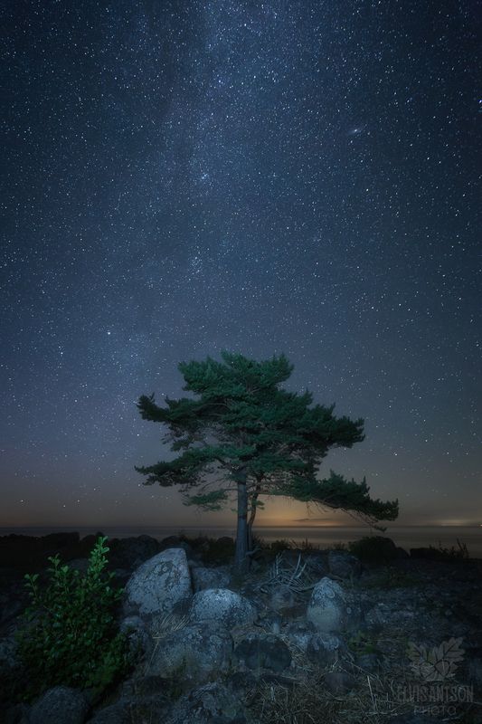 пейзаж, природа, ночь Одинокая сосна под алмазным небом у моря... фото превью
