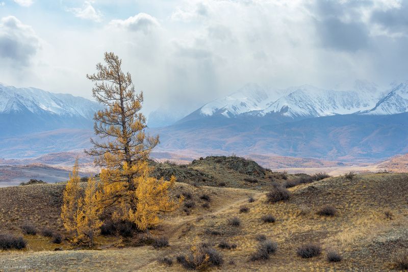алтай, горный алтай, природа, осень, золотая осень, горы, северочуйский хребет Лиственница и Северочуйский хребет фото превью