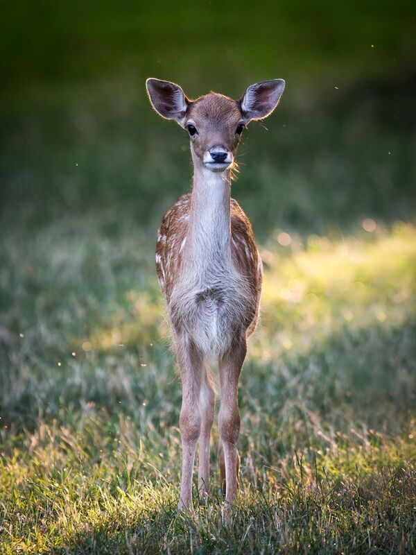 #wildlife Common deer фото превью