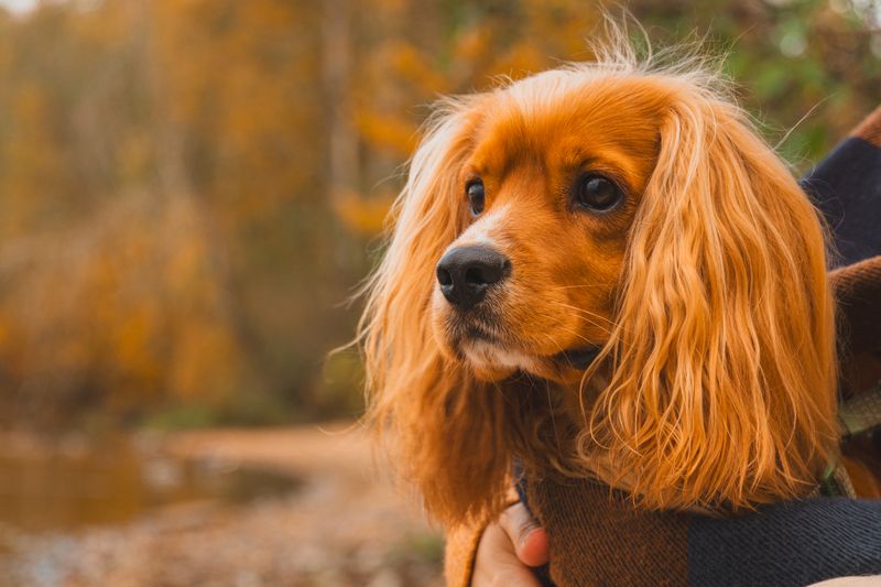 autumn фото превью