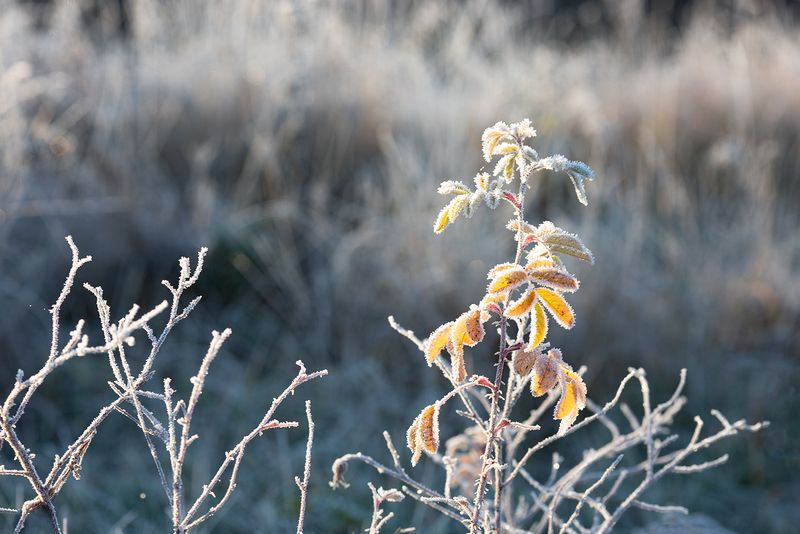 Волшебство морозного утра фото превью
