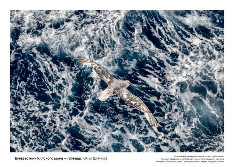 буревестник, арктика Буревестник Карского моря - глупыш фото превью