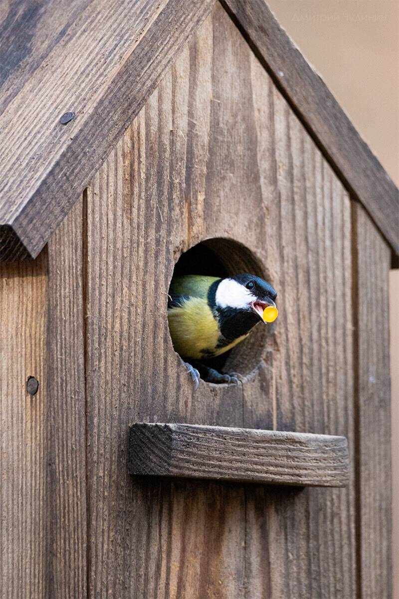 , Чудинин Дмитрий