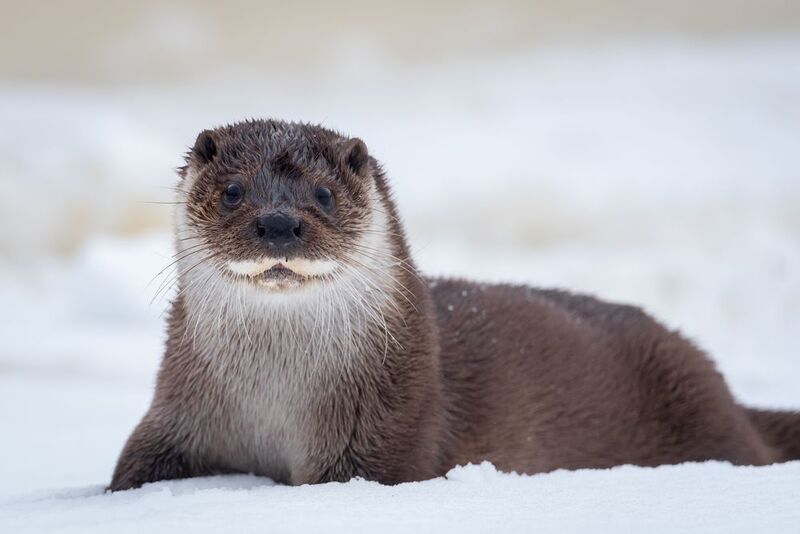 выдра, Беларусь, зима, портрет Давай поиграем фото превью