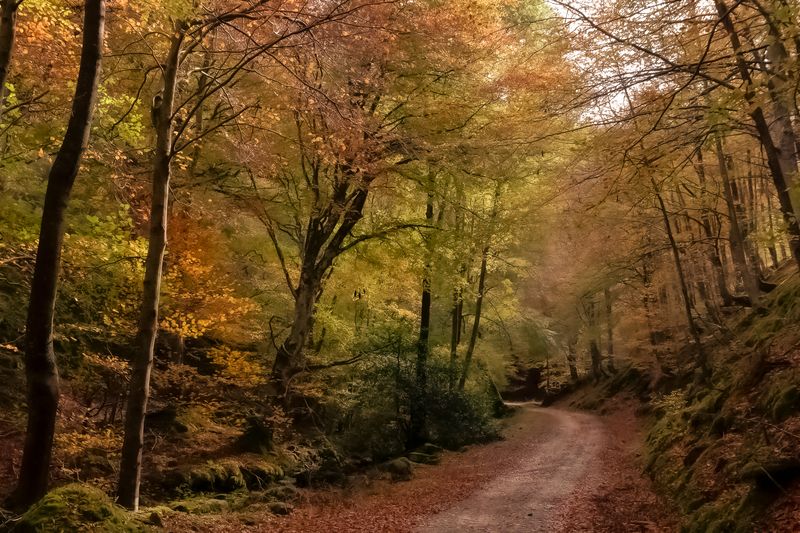 Otoño en Cárdenas фото превью