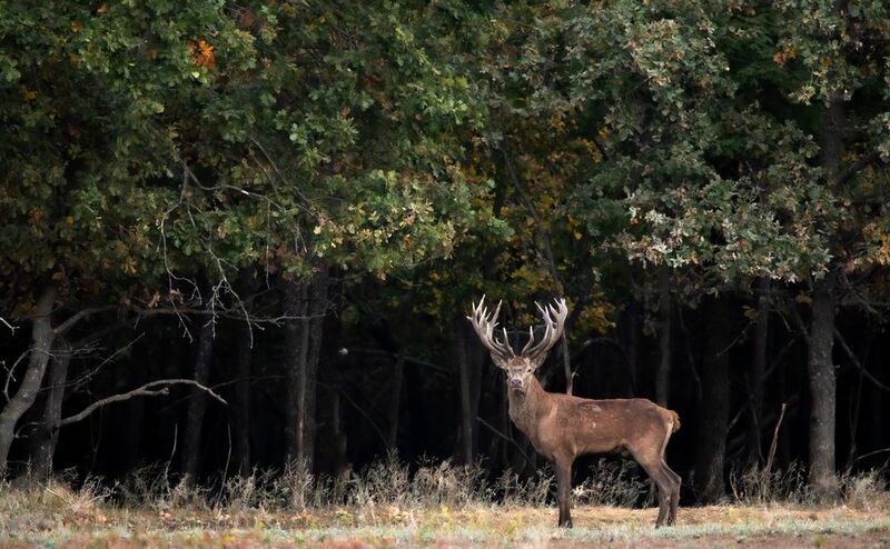 Призадумался. фото превью