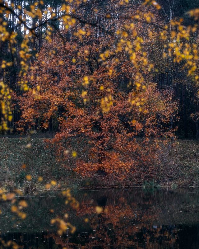 природа, пейзаж, осень, дуб, Московская область, осенние листья Рыжий дуб фото превью