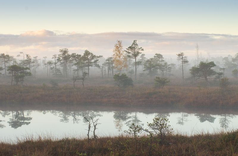 Утро на болоте фото превью