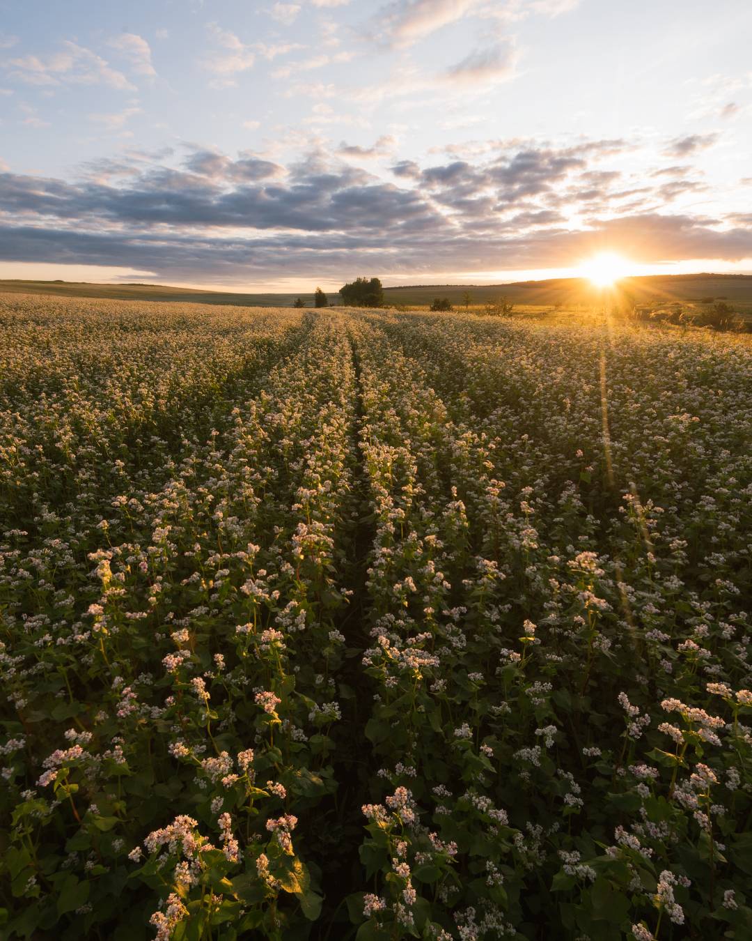 , Алексей Проняхин
