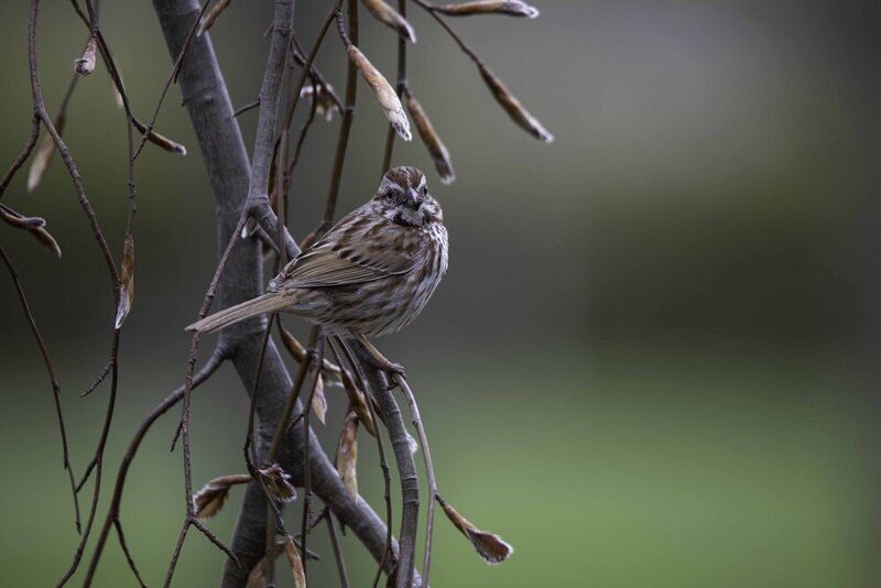 Song Sparrow фото превью