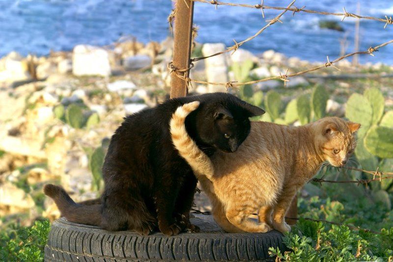 Черно-рыжее кольцо фото превью