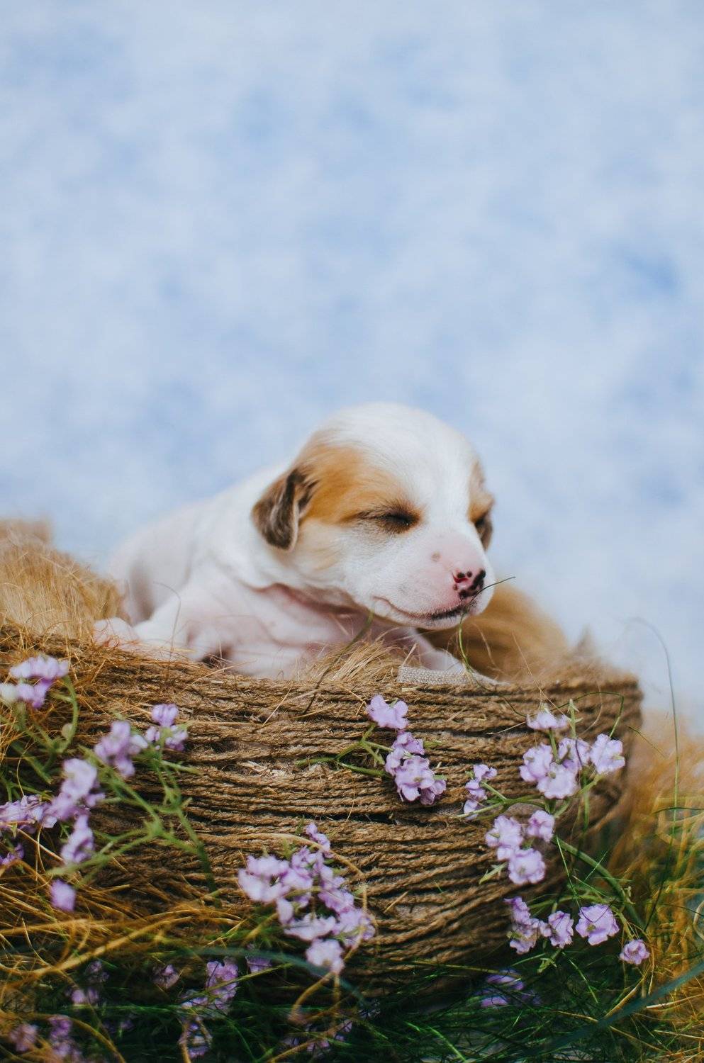 щенки, гнездо,китайская хохлатая, собаки, Юлия Булыня