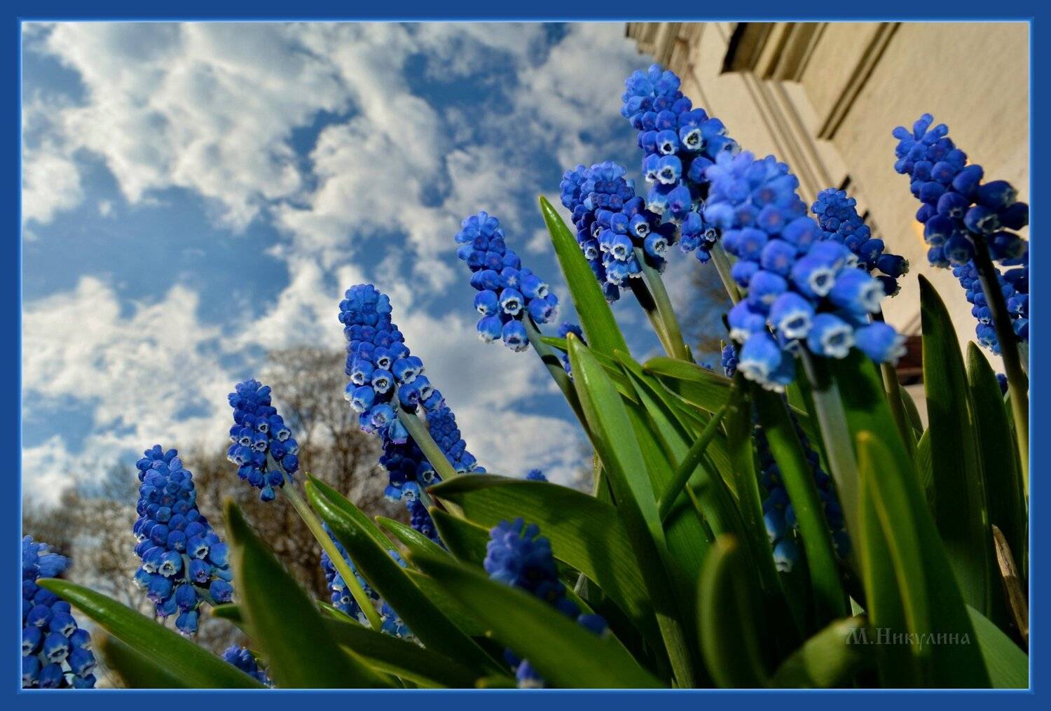 , Марина Никулина