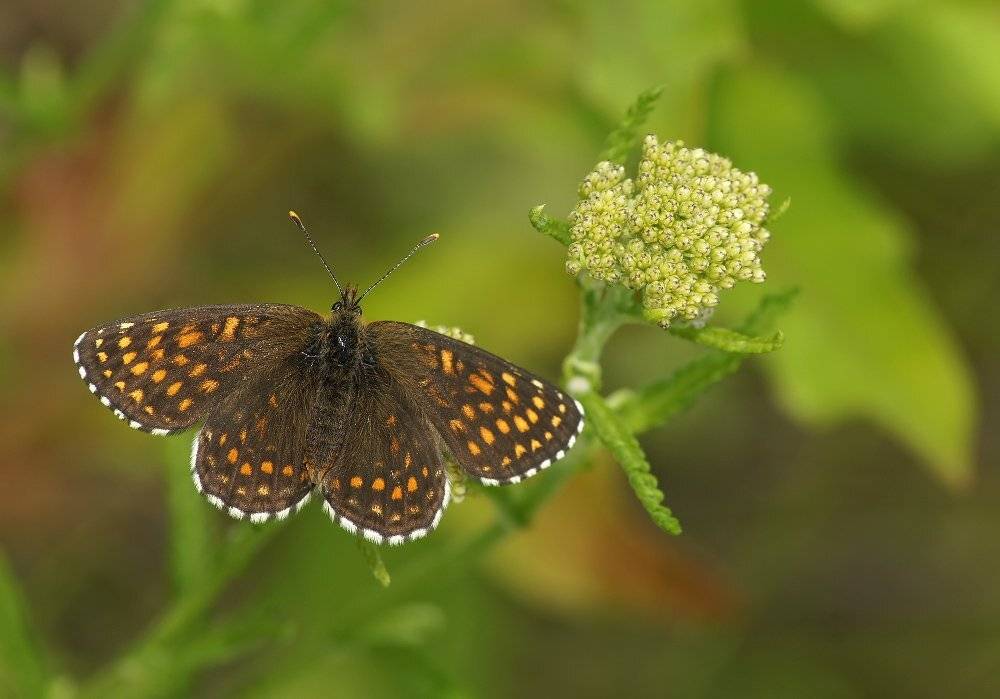 , Чепленко Алексей
