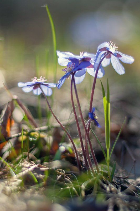 Голубоглазая весна фото превью