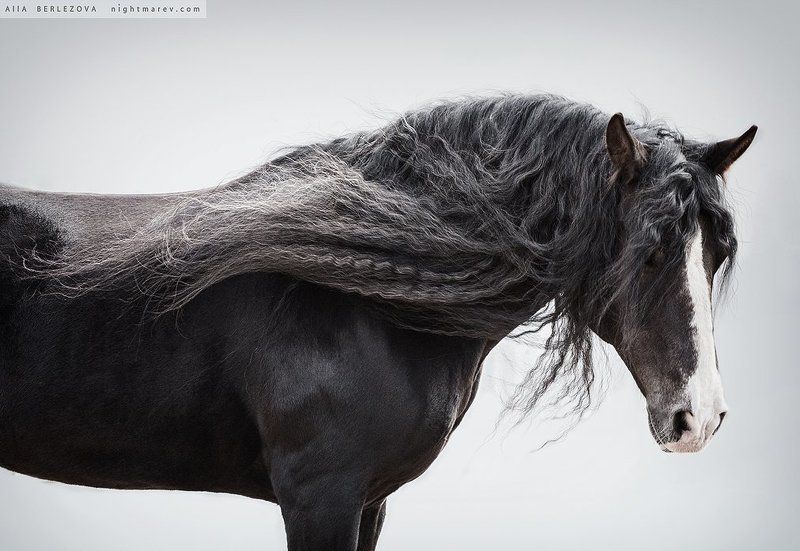 Horse, Mane, Portrait, Vladimir Heavy Draft, Владимирский тяжеловоз, Грива, Лошадь, Портрет Лёлё фото превью