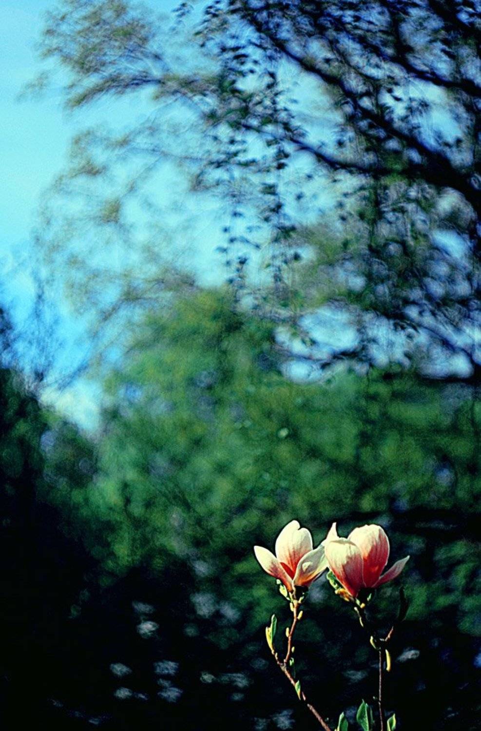 , Princess Bubblegum