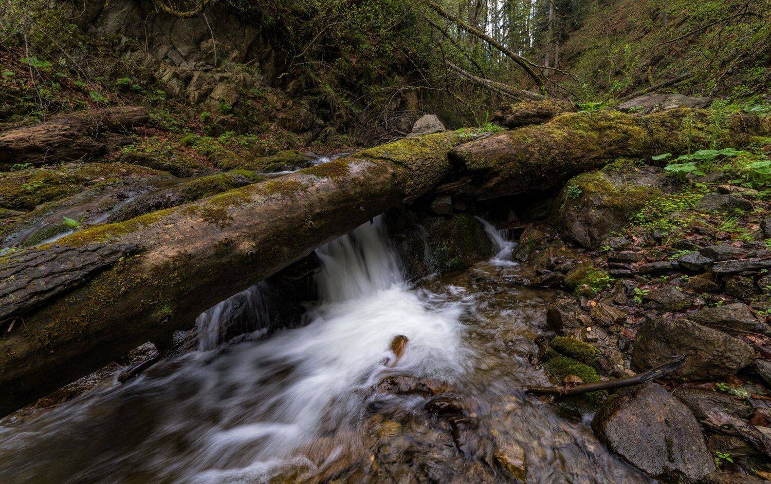 , Alexander Plekhanov