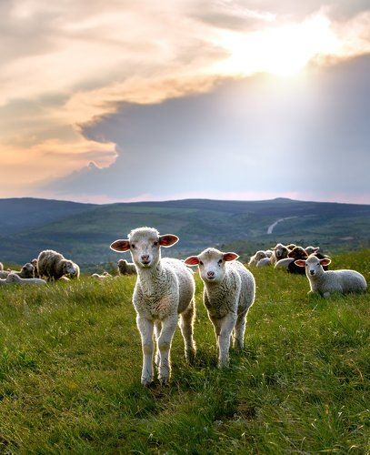 Любопытные ягнята.