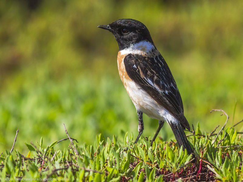 чекан, Stonechat. фото превью
