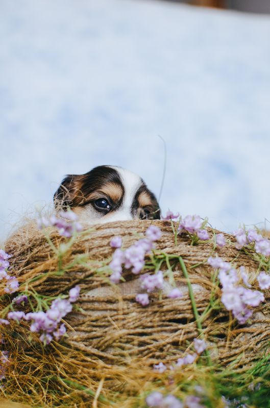 щенки, гнездо,китайская хохлатая, собаки бровки фото превью