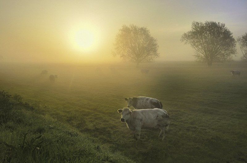 Morning in Vladslo. фото превью