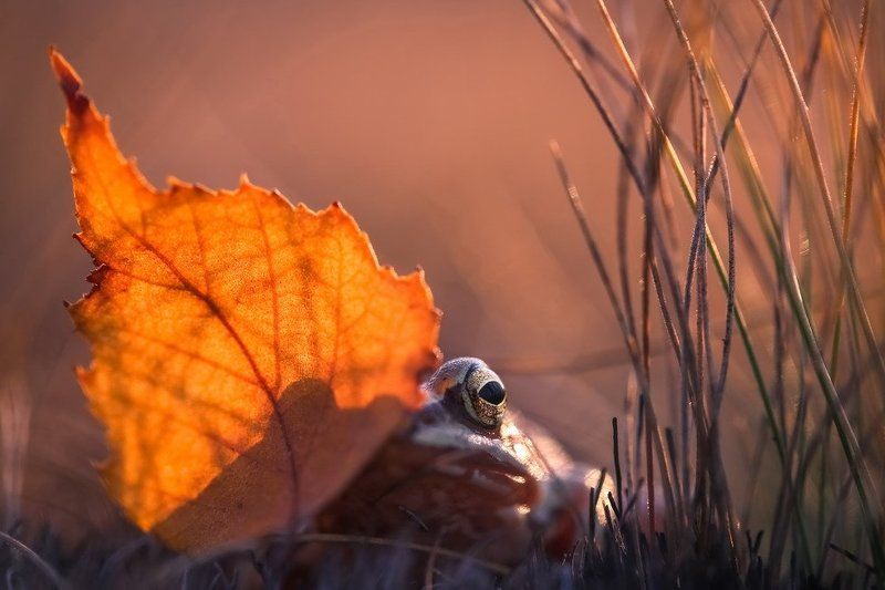 Спряталась в осени. фото превью