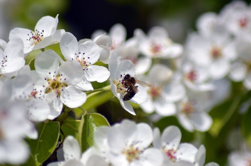 Работница фото превью