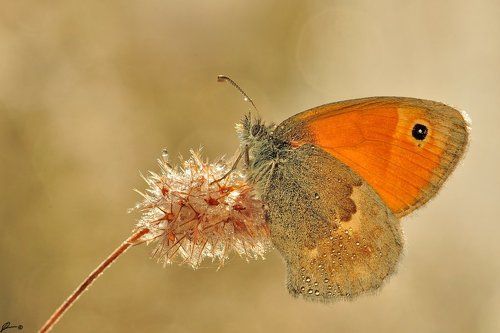 Coenonympha pamphilus