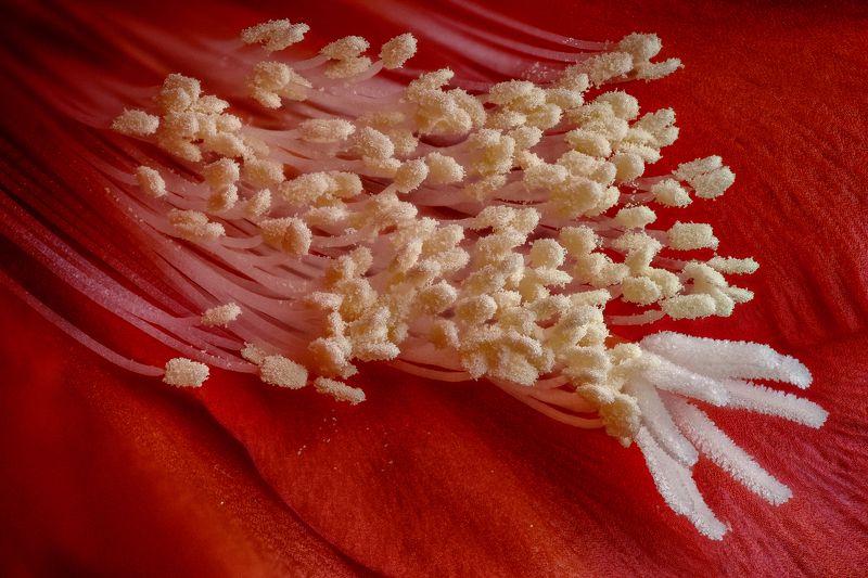 Пыльца Эпифиллума фото превью