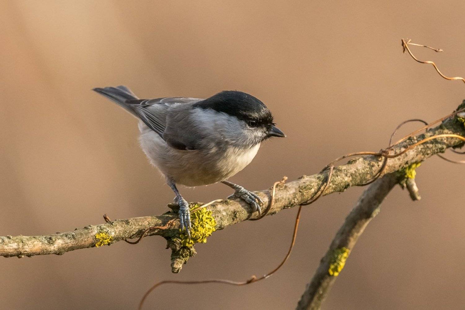 aves, birds, ptaki, poecile montanus, czarnogł&oacute;wka, birder's corner, Dominik Chrzanowski