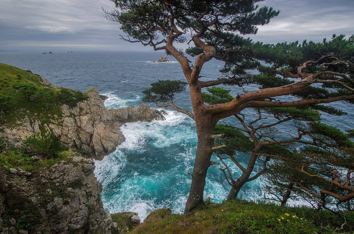 Море, шторм, сосны, скалы, Гамова, Приморский край., Виталий Берков