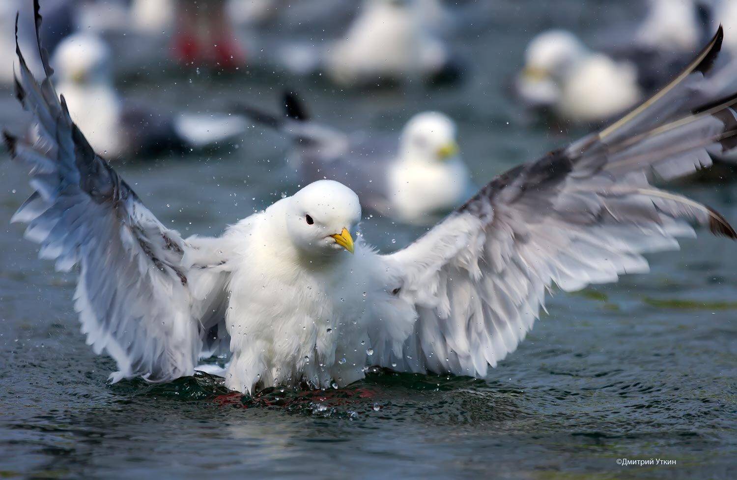 Командорские острова, Красноногая говорушка, Моевка, Остров Беринга, Дмитрий Уткин