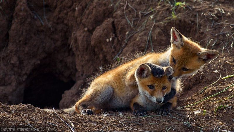 лисы, my-mriya Крымские лисята фото превью
