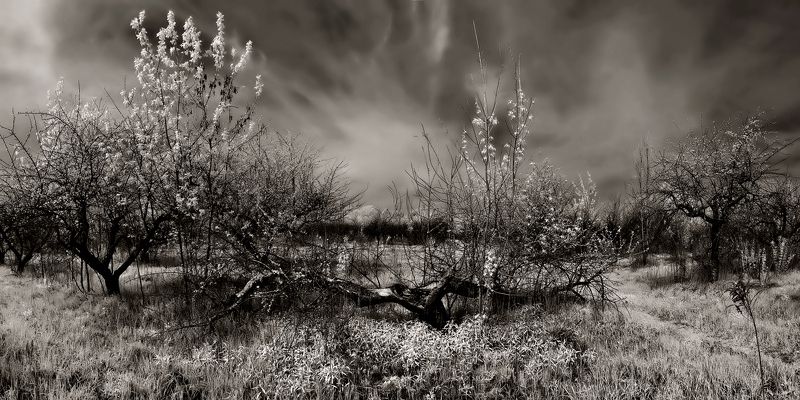 Сад. Инфракрасные панорамы фото превью