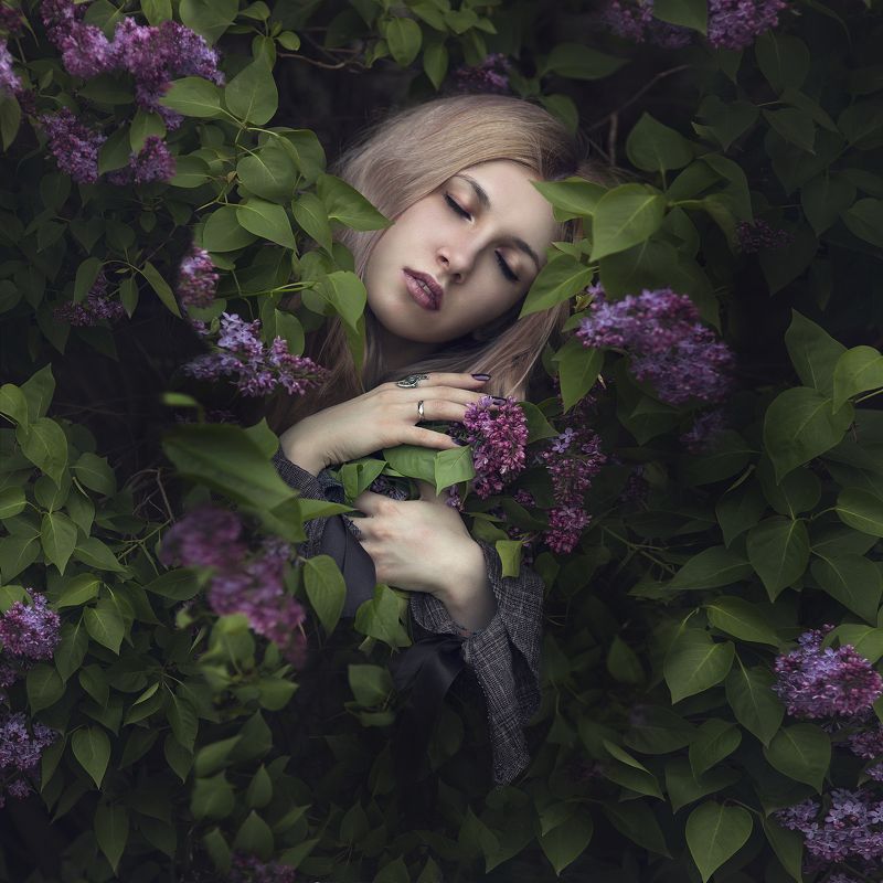 сирень  фото превью