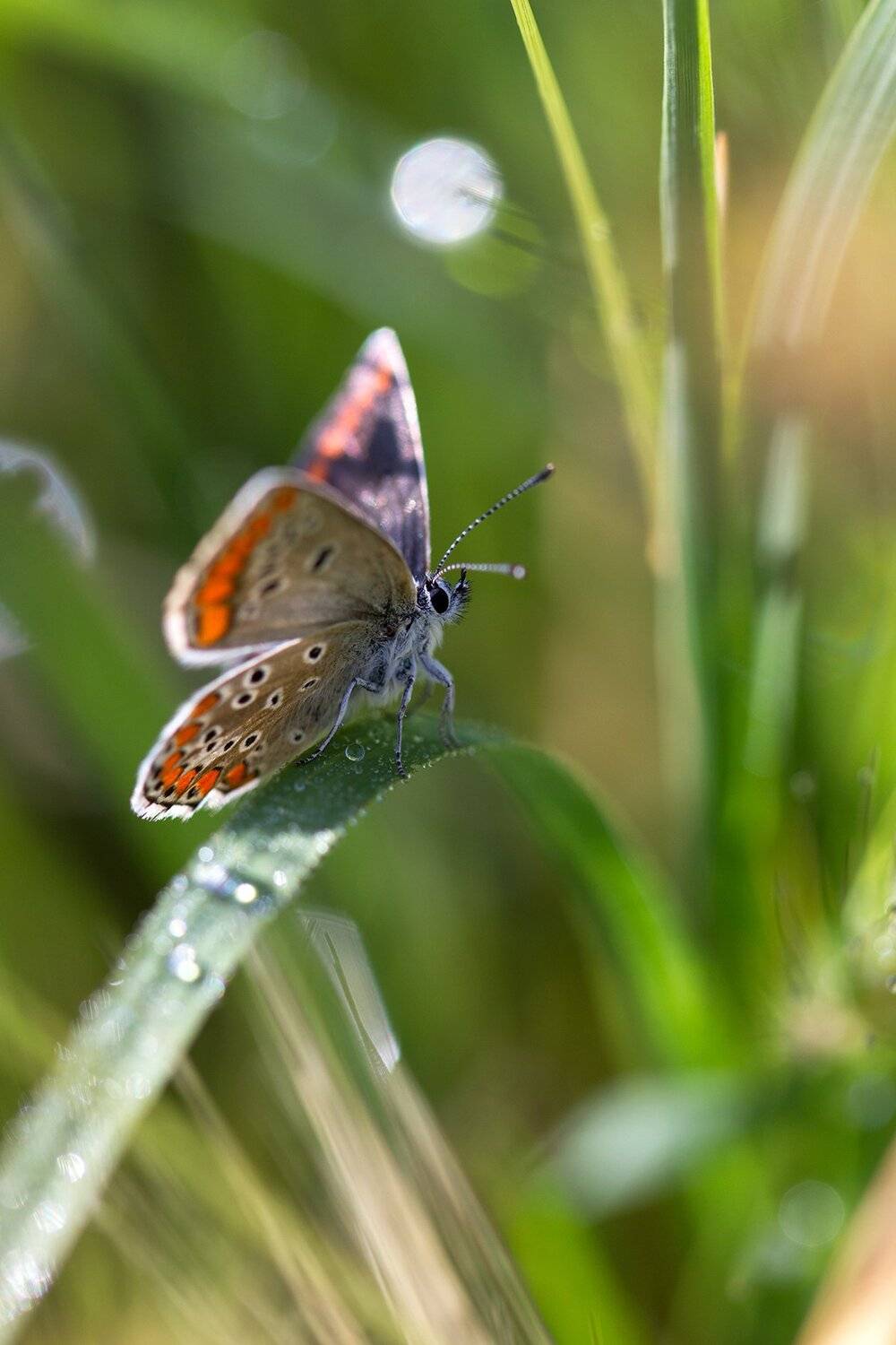butterfly,macro,nature,natural,garden, Naiden Bochev