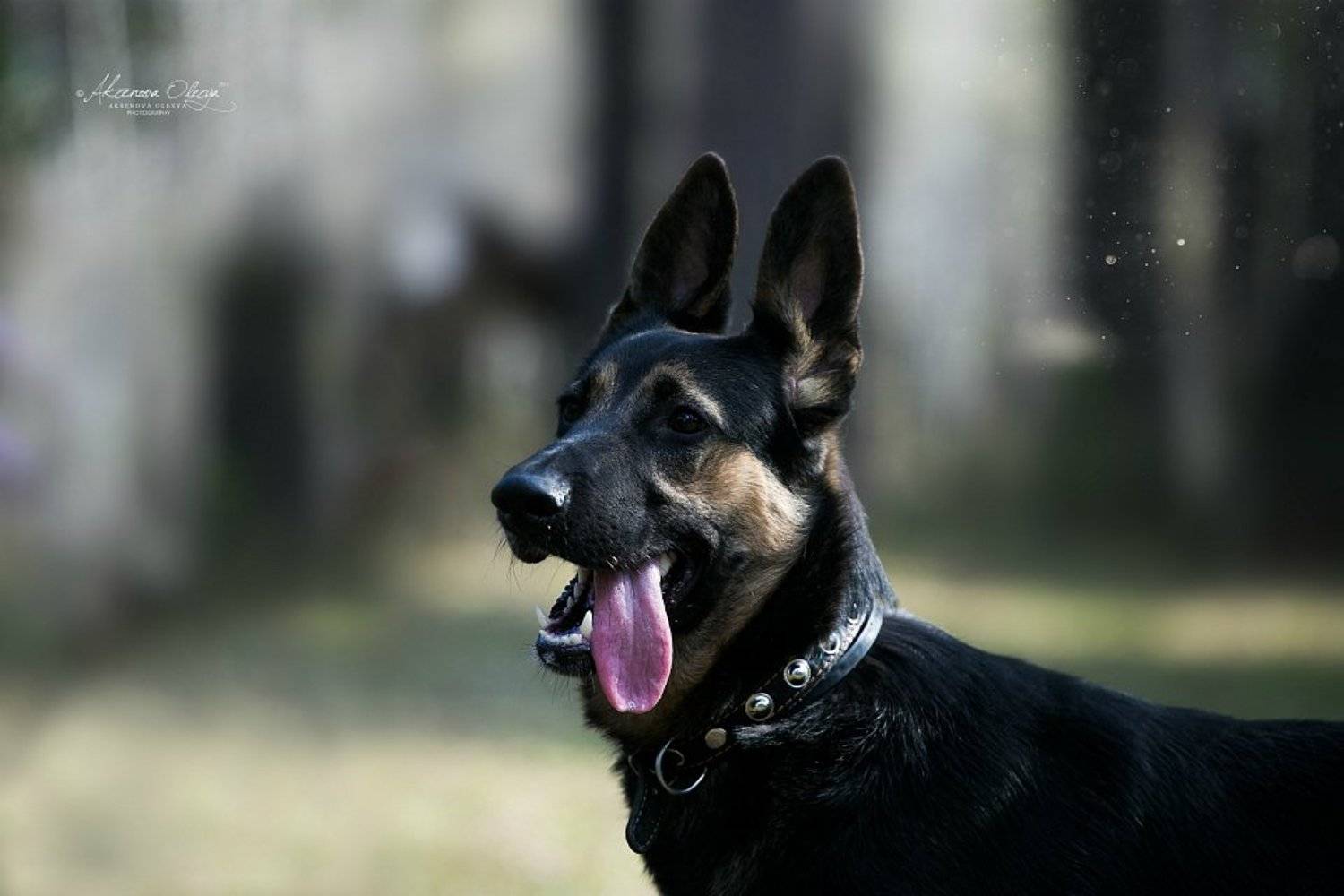 вео, овчарка, восточник, Аксёнова Олеся