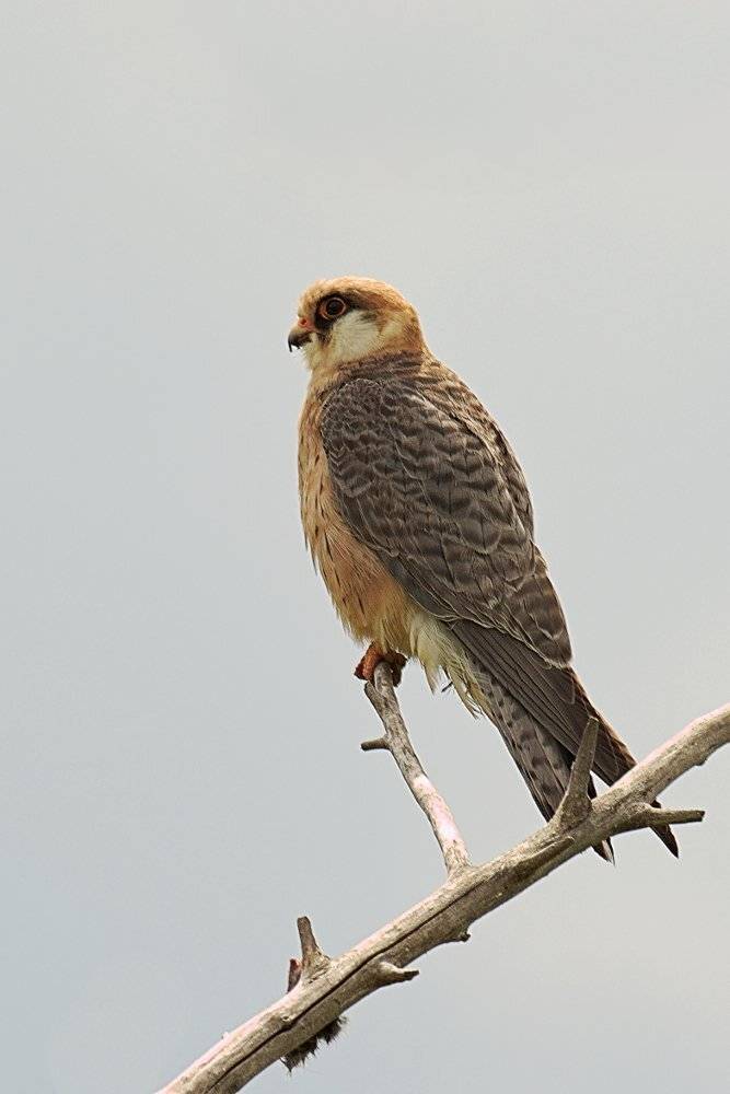 , Георги Славов