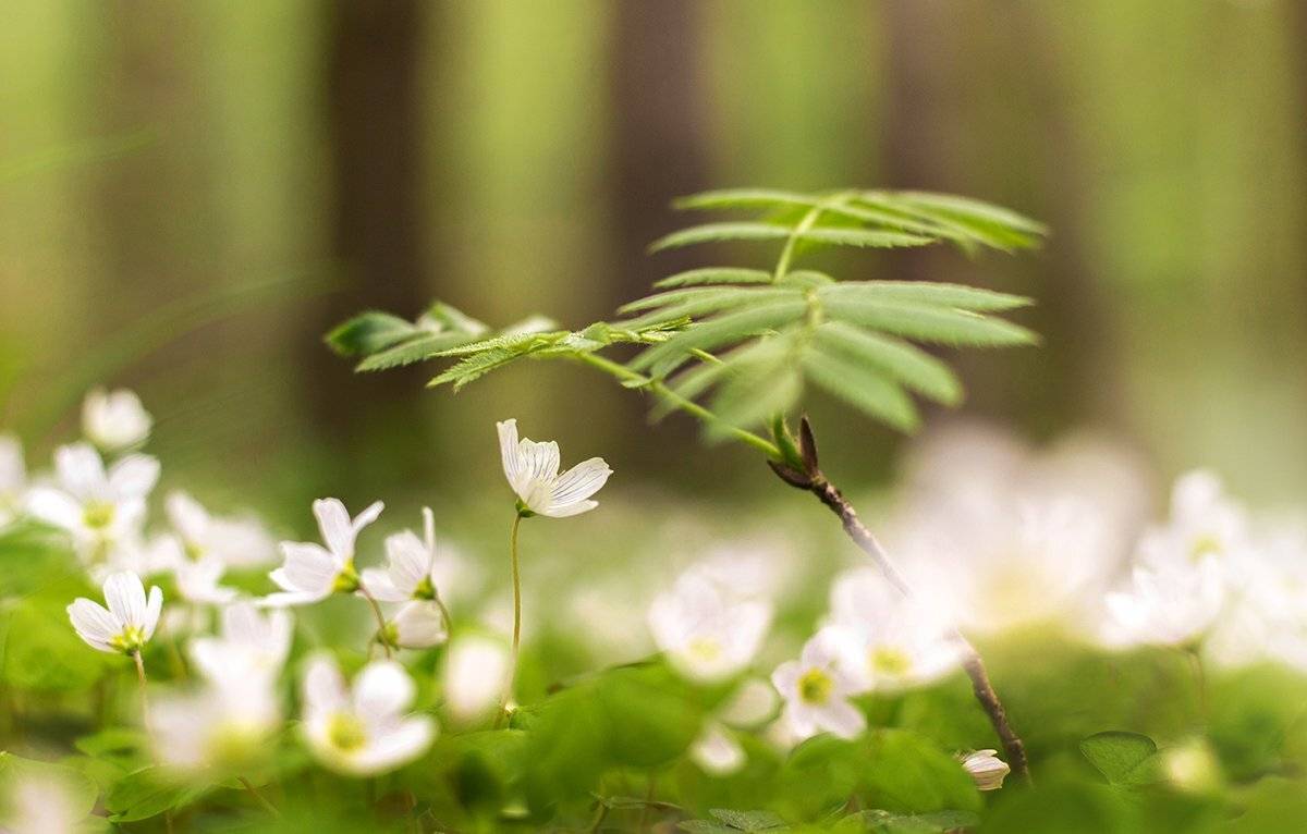 Весна, Макро, Первые цветы, Парбукова Анна