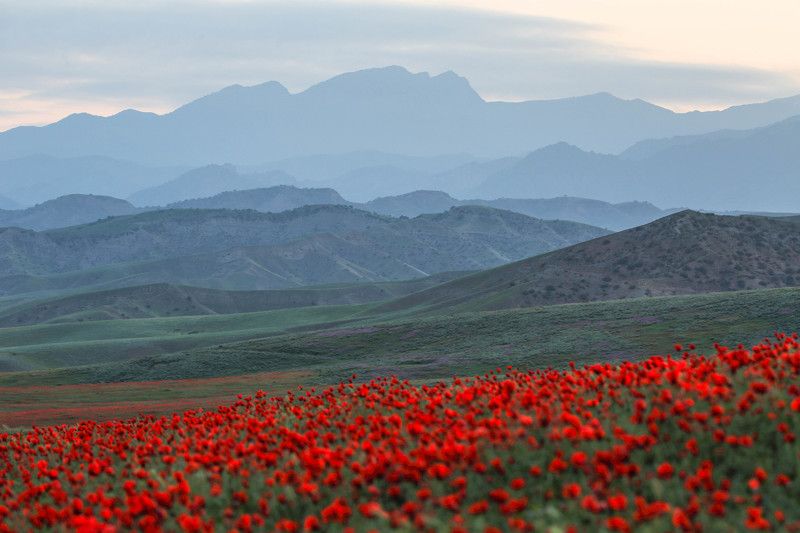 Papaver somniferum фото превью