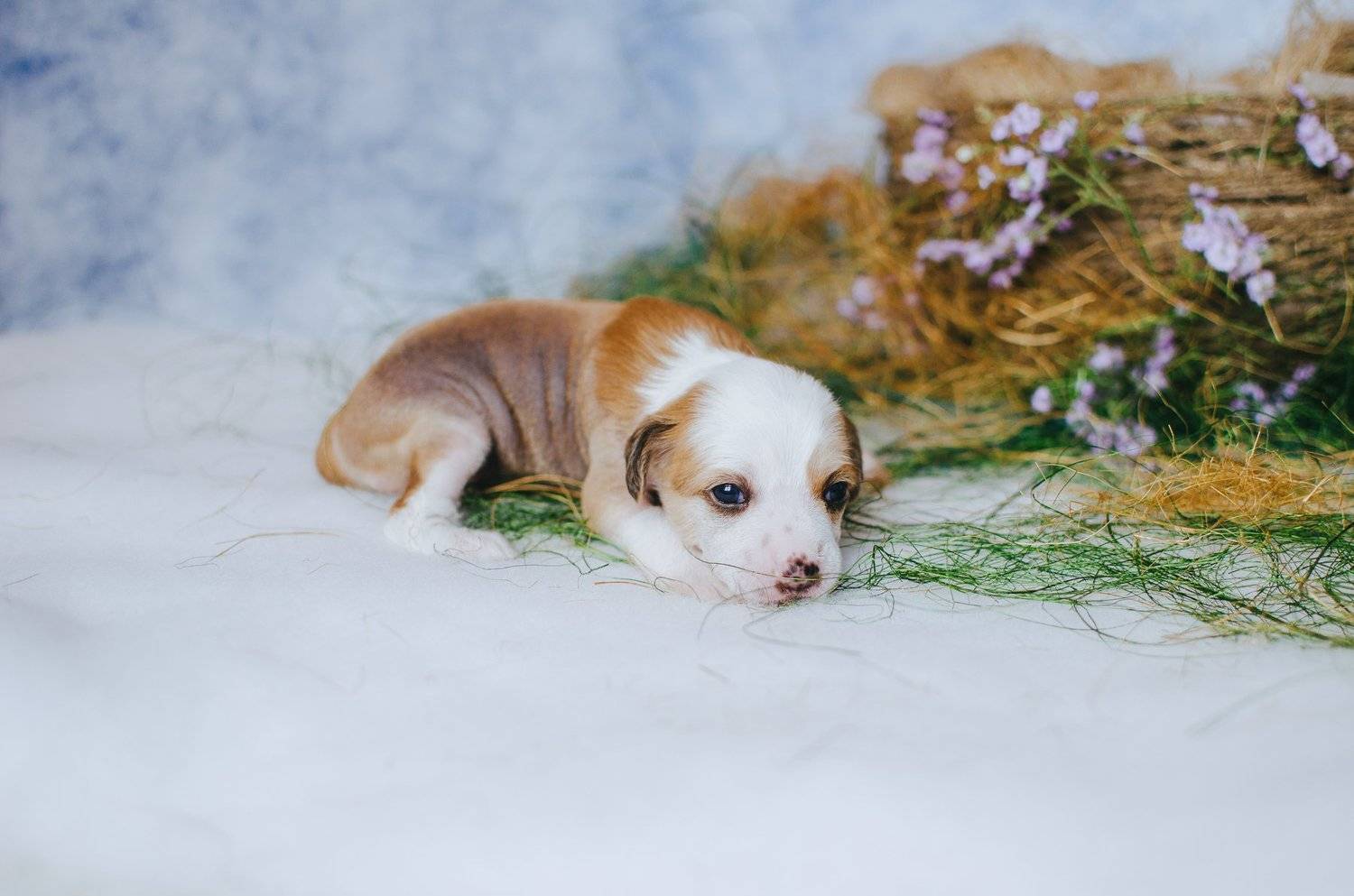 , Юлия Булыня