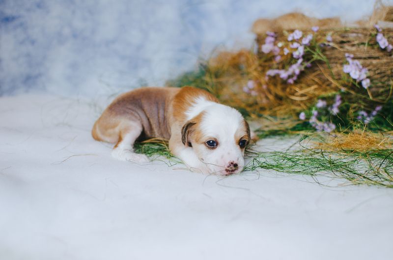 малыш фото превью